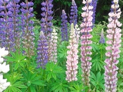 Lovely lupines