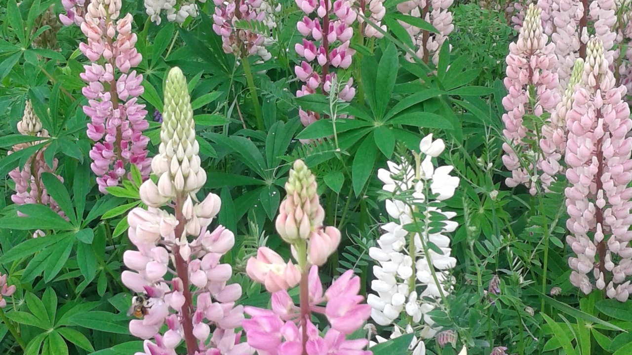 Lovely lupines