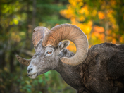 Autumn’s wild grace.