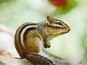 Chipmunk