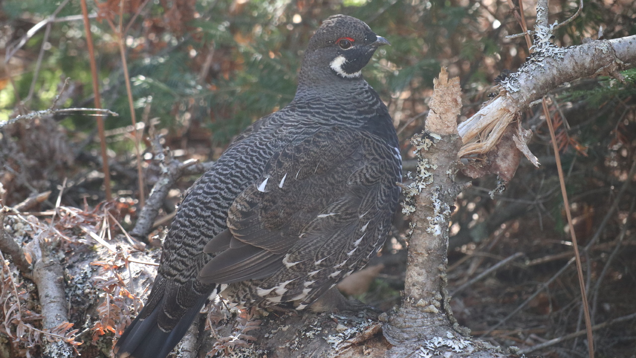 Birding On The Trail