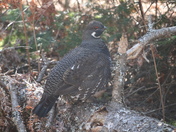 Birding On The Trail
