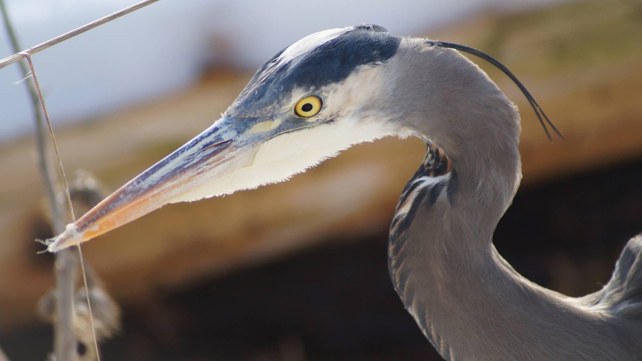 Heron Twist