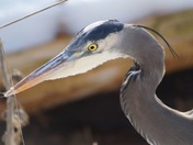 Heron Twist