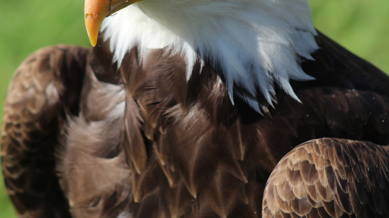 Regal Eagle