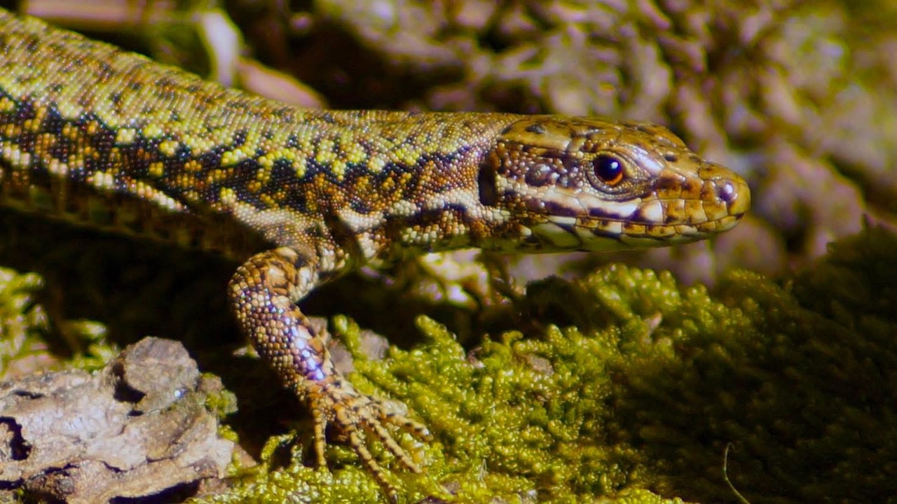 Wall Lizard