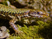 Wall Lizard