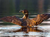 Loon Wing Flap