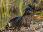 River Otters