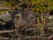 River Otters