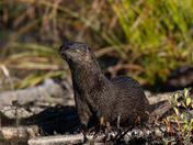River Otters