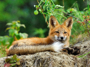 Red Fox at Wrigley/ NWT