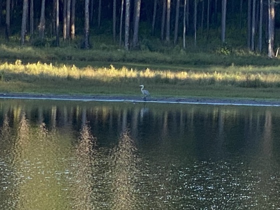 Conecuh National Forest