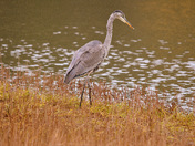 Great Blue Heron in autumn