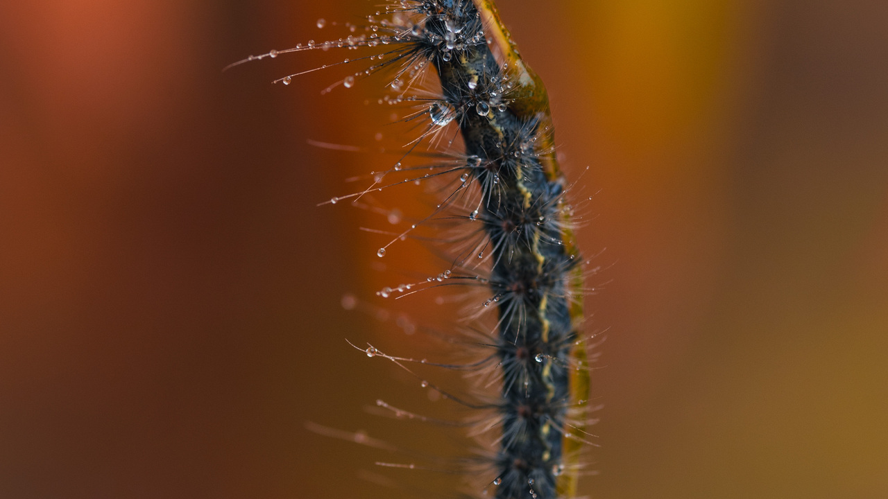 Munching Caterpillar