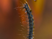 Munching Caterpillar