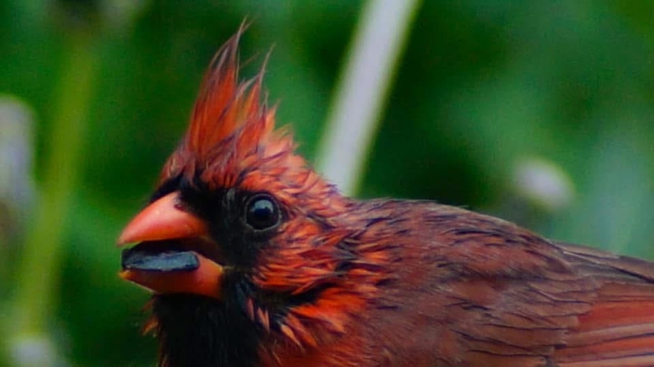 Cardinal rule