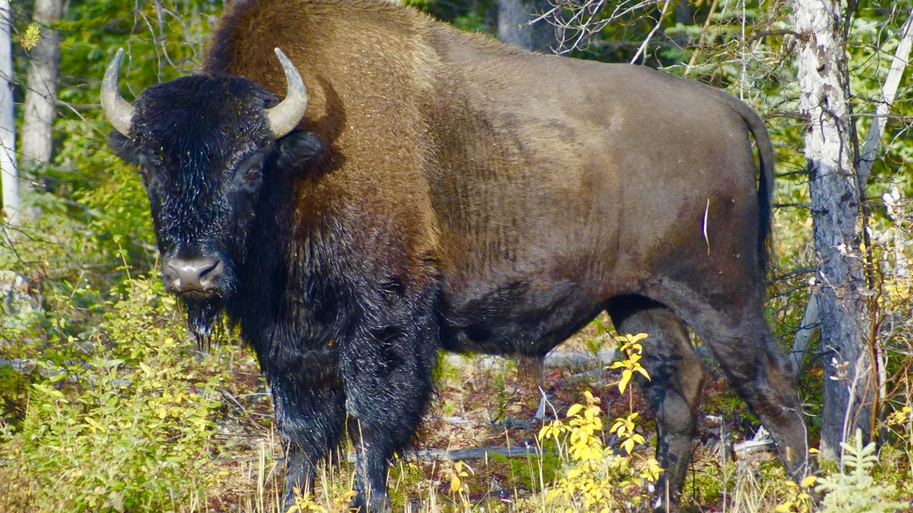 Big Bull
