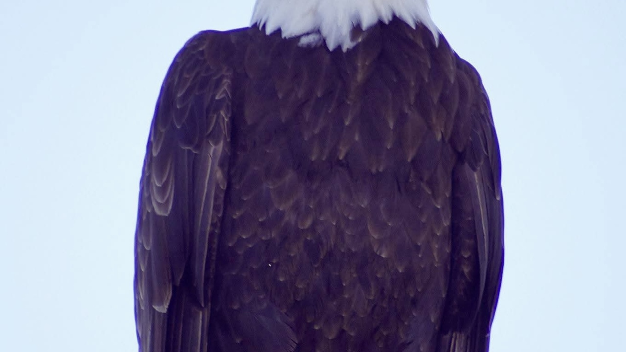 The watcher