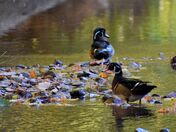 Wood ducks.