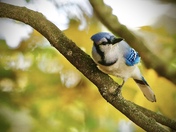 Blue Jay in the Fall