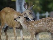 Fawn & Mom