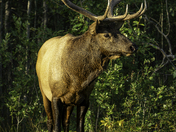Elk