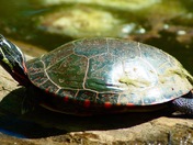 Painted turtle