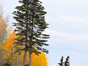 Twins Of Another Sort