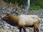 Elk King