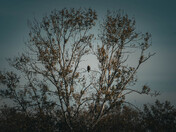 Lonely Bald Eagle