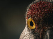 Eye-to-eye with a Sandhill Crane