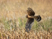 Northern Harrier on the Hunt