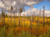 Apache National Forest