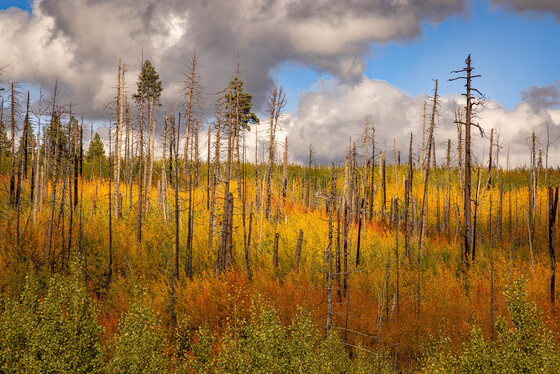 Apache National Forest