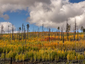 Apache-Sitgreaves National Forest