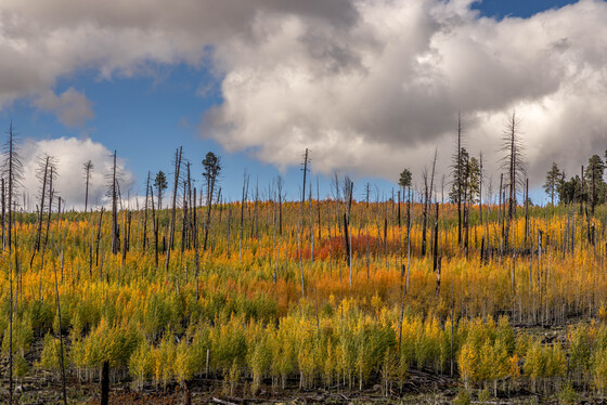 Apache-Sitgreaves National Forest