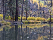 Apache-Sitgreaves National Forest