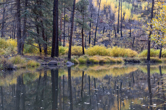 Apache-Sitgreaves National Forest
