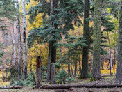 Coconino National Forest