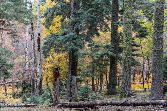Coconino National Forest
