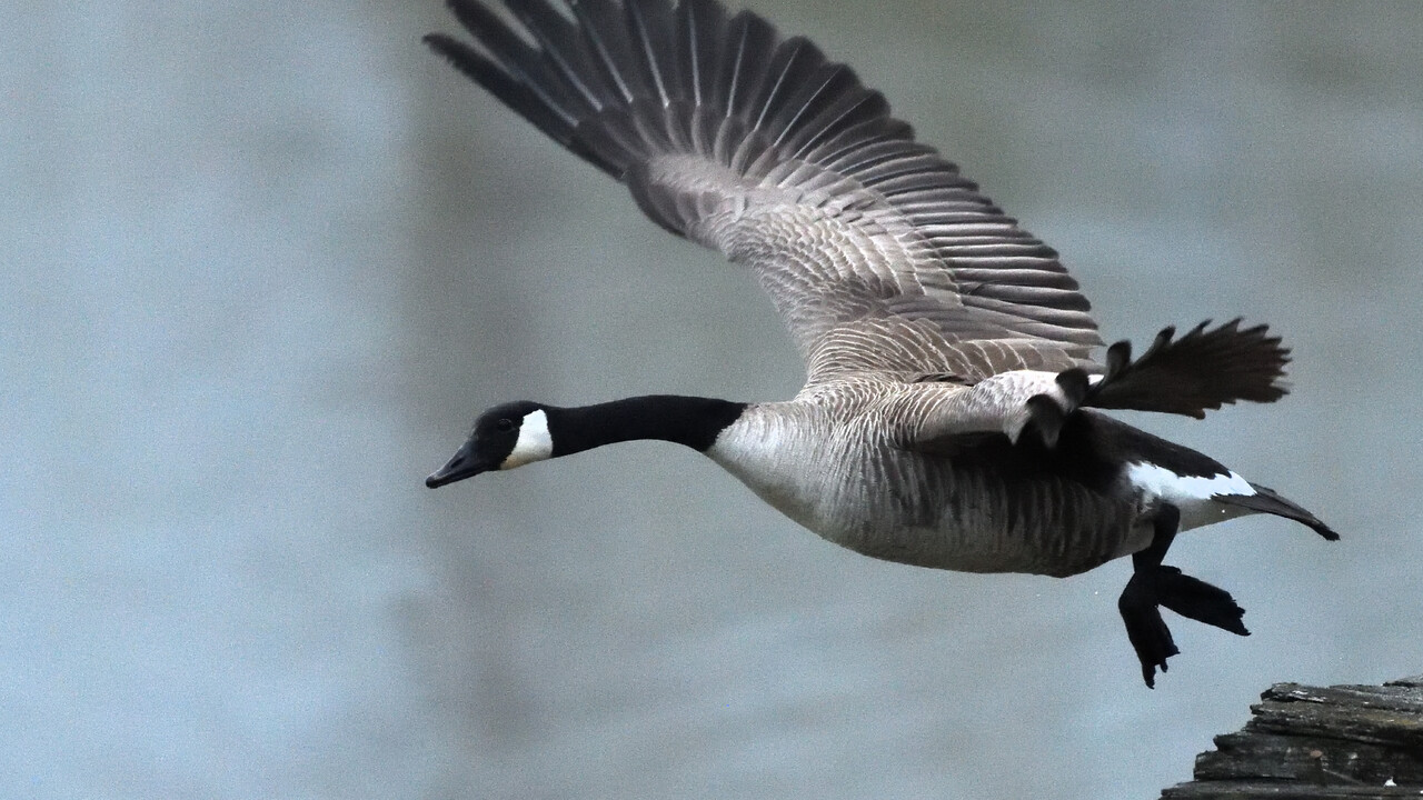 Fly Past