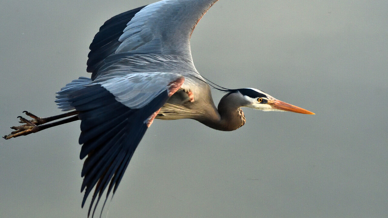 Fly Past