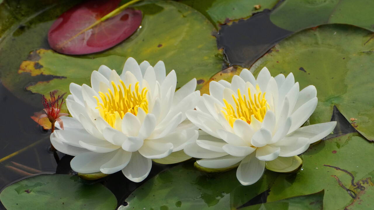 Twins of the marsh