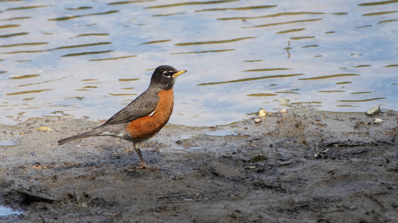 Hunting worms at the river