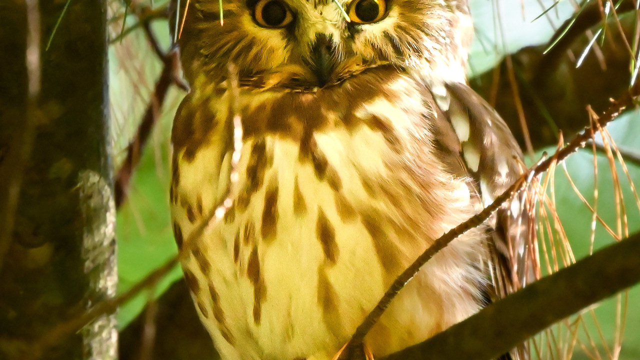 Northern Saw-Whet - lifer 🦉🫶🏼