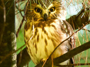 Northern Saw-Whet - lifer 🦉🫶🏼