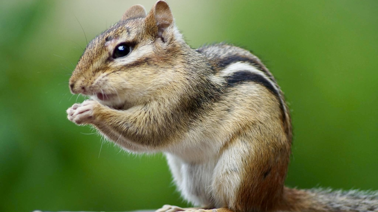 Snacker 