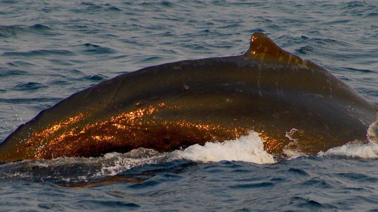 Fire whale