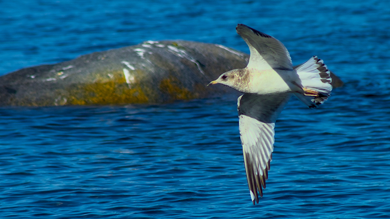 Western Seagull